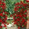 Роза плетистая красная (крупно-цветковая) фото 2 