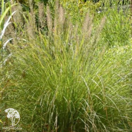 Осока власовидная Феникс Грин