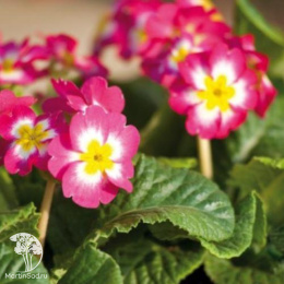 Примула высокая Пиано Роуз Биколор