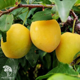 Алыча Злато Скифов