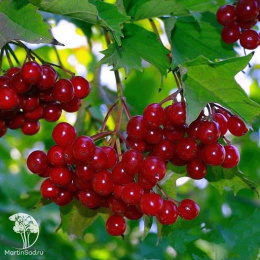 Калина Гранатовый браслет