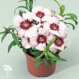 Гвоздика китайская Диана Пёрпл Центред Вайт