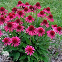Эхинацея Делишес Кенди