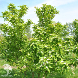 Мишмула германская Вестервальд на штамбе