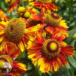 Гелениум Челси