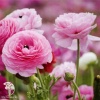Лютик (Ранункулюс) Цветущая долина розовая F1, серия Эксклюзив Саката фото 2 