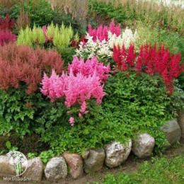 Астильба гибридная Юник Пинк