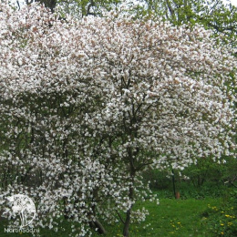 Ирга гладкая