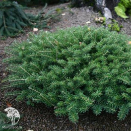 Пихта корейская Грин Карпет