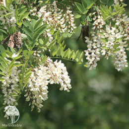 Pобиния лжеакация Твисти Беби на штамбе