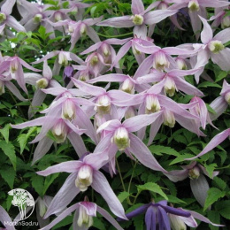 Клематис Вилли