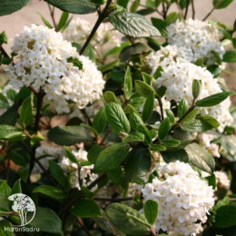 Калина берквуда Ченаулти на штамбе