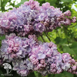 Сирень обыкновенная Михайло Ломоносов