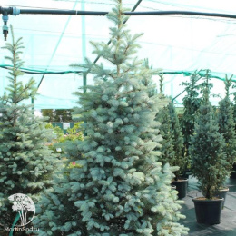 Ель колючая Блу Даймонд