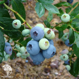 Голубика высокорослая Блюэтта