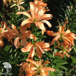 Лилия Маст Си