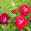 Роза чайно-гибридная Аллилуйя на штамбе фото 3 