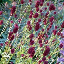 Кровохлёбка лекарственная Лам