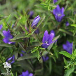 Горечавка гибридная Тру Блю