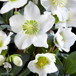 Морозник чёрный Кристмас Кэрол