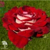 Роза чайно-гибридная Аллилуйя на штамбе фото 1 