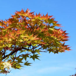 Клён пальмолистный Ака-шигитатсу-сава