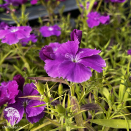 Dianthus chinensis Diana Blueberry Гвоздика китайская Диана Блюберри