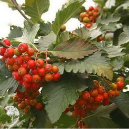 Рябина Дуболистная