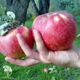 Яблоня Апорт