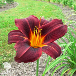 Лилейник гибридный Блэк Принц