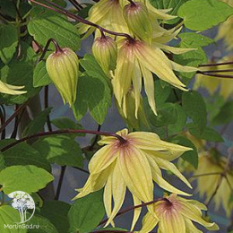 Клематис Голден Дрим Премиум