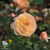 Роза парковая Серия Кулинарные розы Эвелин Вайлд фото 2 