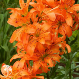 Лилия Маст Си