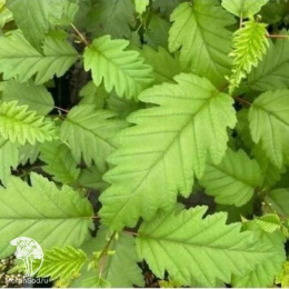 Ольха красная Пиннатис