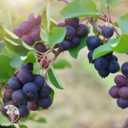 Ирга гладкая Балерина