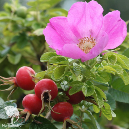 Роза морщинистая Рубра