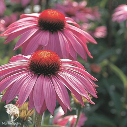Эхинацея пурпурная Брайт Роуз