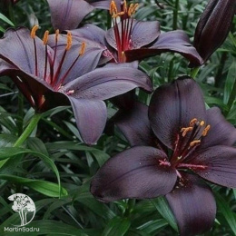 Лилия Куин ов Найт