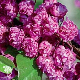 Церцис канадский Пинк Пом Помс