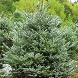 Пихта корейская Сильберлок