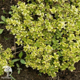 Набор для мяса тимьян Лимон Вариегата + шалфей Виола Клозе