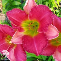 Лилейник Файнал Тач