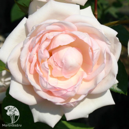 Роза Мартин Гийо