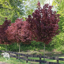 Клён остролистный Кримсон Сентри на штамбе