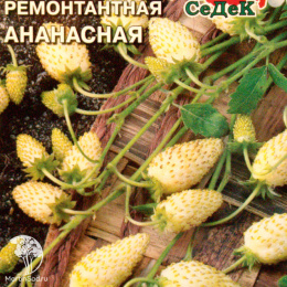 Земляника Ананасная ( мелкоплодная ремонтант.)