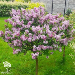 Сирень Блумеранг Пинк Парфюм на штамбе