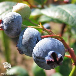 Голубика видовая высокорослая