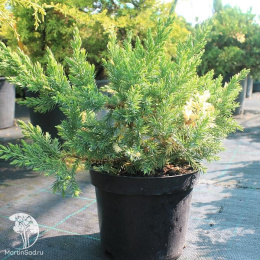 Можжевельник китайский Экспанса