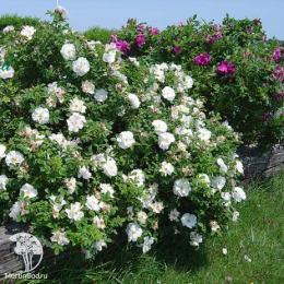 Роза канадская Генри Хадсон