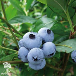 Голубика высокорослая Легаси
